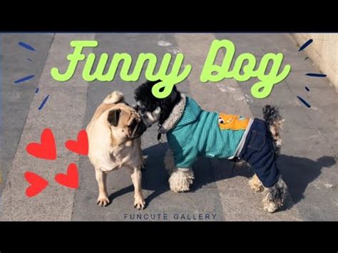pause and dogs channel.